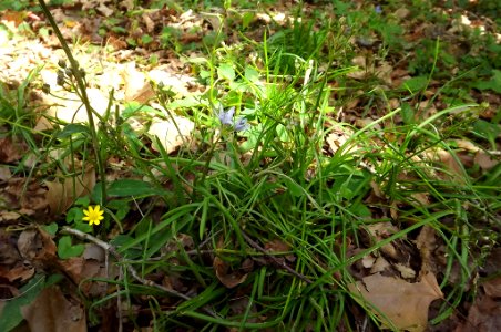 Tratema cf. umbellata