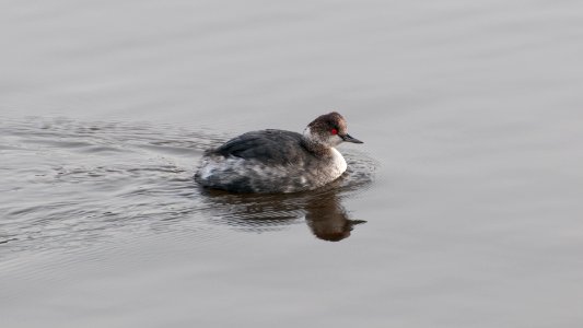 Eared Grebe photo