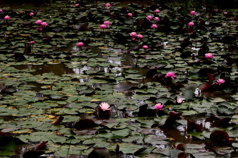 Kenilworth Aquatic Gardens