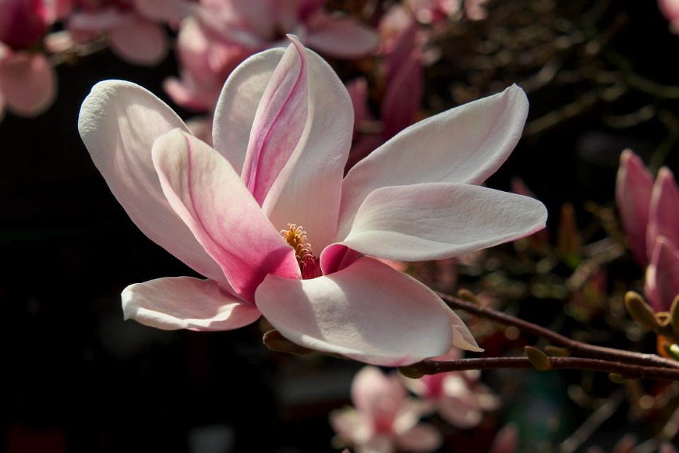The beauty shows itself in its most beautiful dress