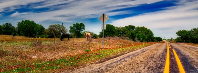 Country Road Wildflowers photo