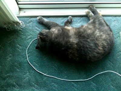 Cat Charging photo