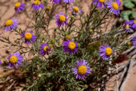 Wildflowers at Vermilion Cliffs National Monument