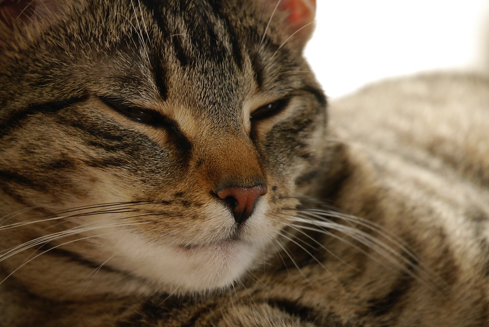 Fur mieze animal world