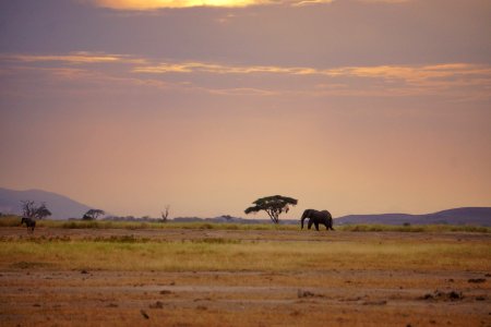 Elephant at Sunset
