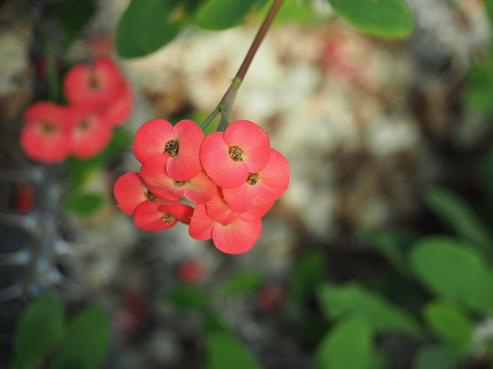 Euphorbia milii flowers red