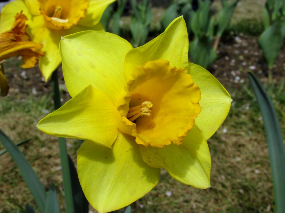 Trumpet tulip Jetfire