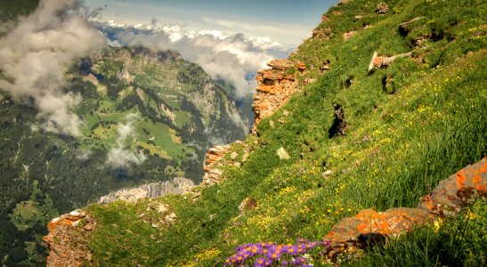 Flowers and Clouds photo