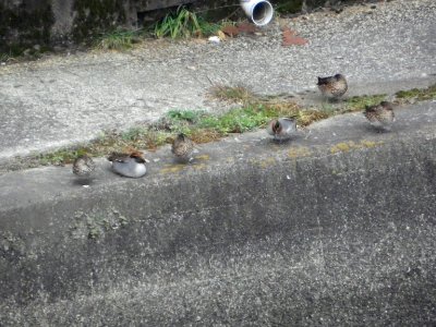 Common Teals