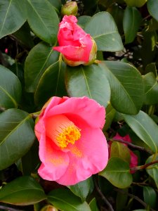 Camellia