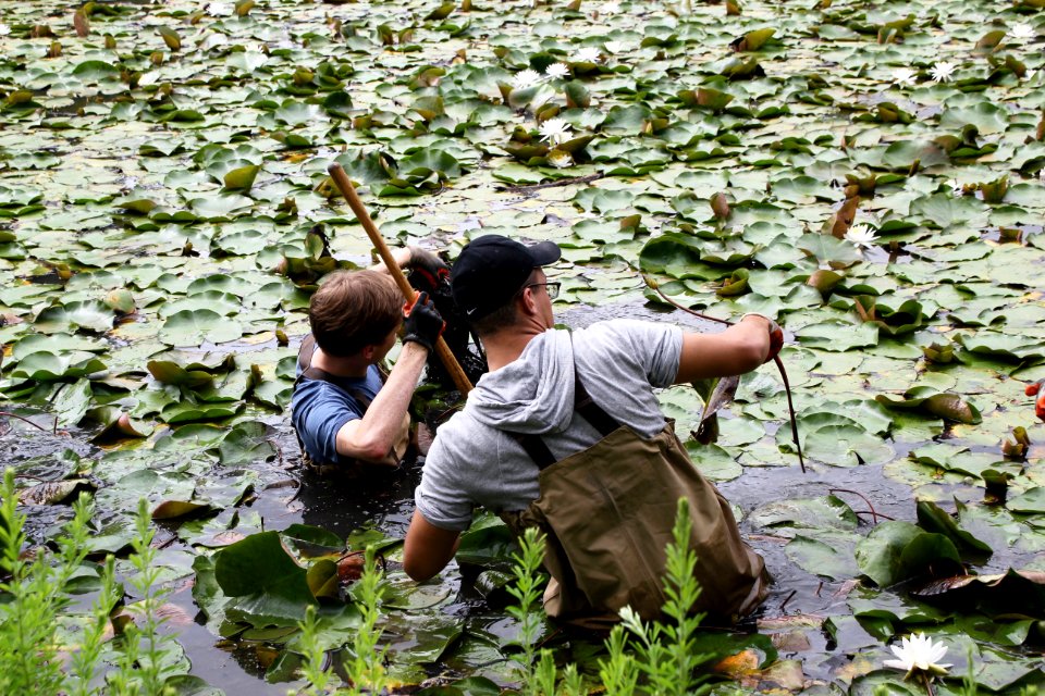 Kenilworth Aquatic Gardens