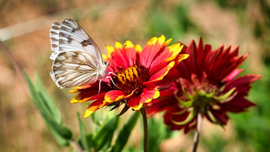 Firewheel Wildflower and Butterfly photo