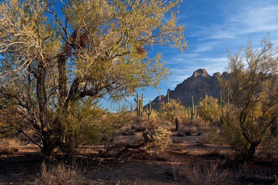 Ironwood Forest National Monument