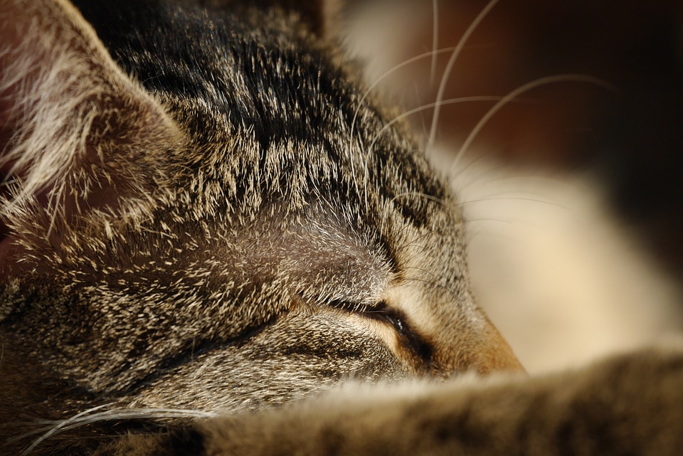 Mieze animal world close up