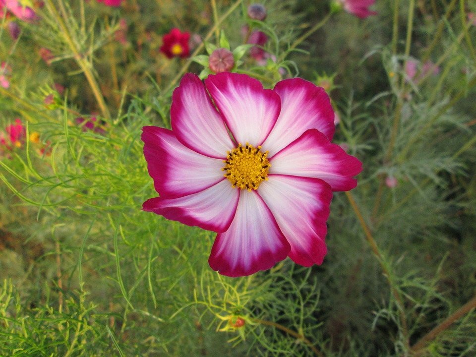 Plant flower flowers
