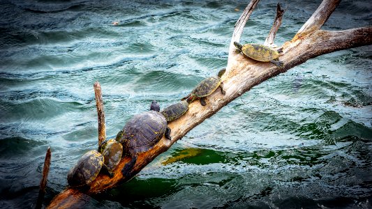 Basking photo