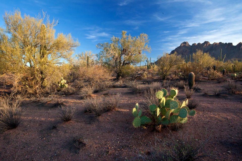 Ironwood Forest National Monument
