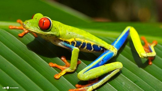 Red Eyed Tree Frog photo