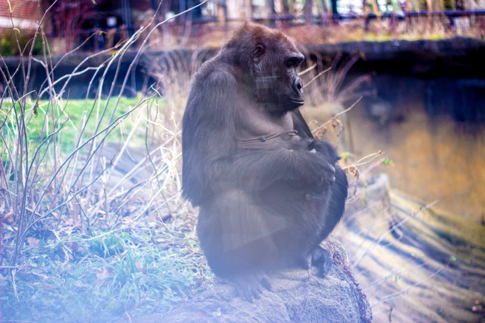 Gorilla