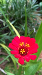 Red flower photo