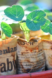 Sowing plant growing