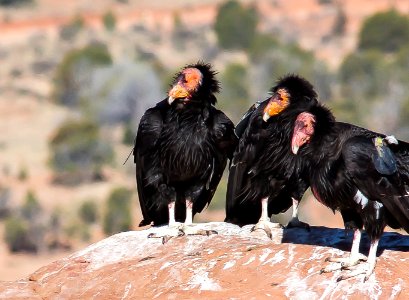 Vermilion Cliffs National Monument - Condor Viewing Site