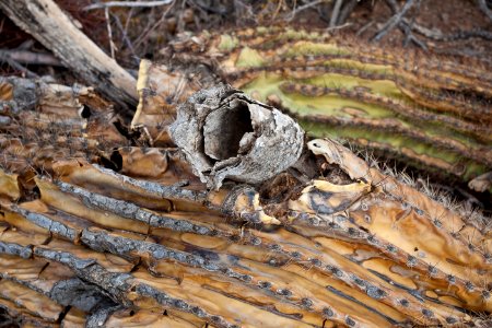 Sonoran Desert National Monument