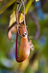 Pitcher plant pot open