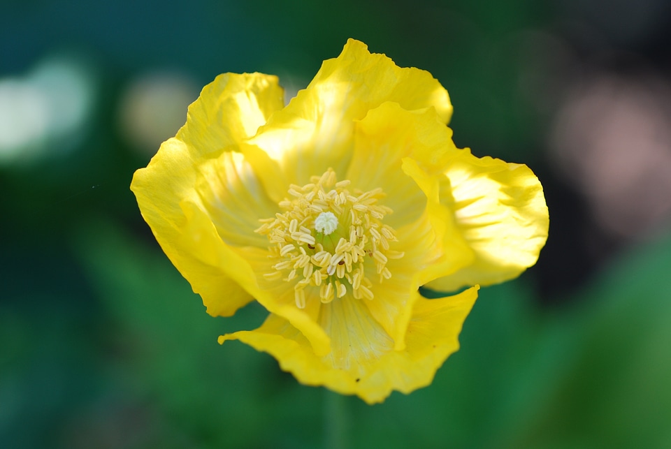 Spring close garden