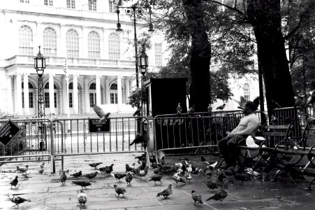 Pigeon Act