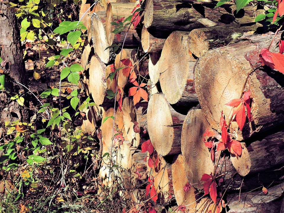 Fire place autumn leaves nature