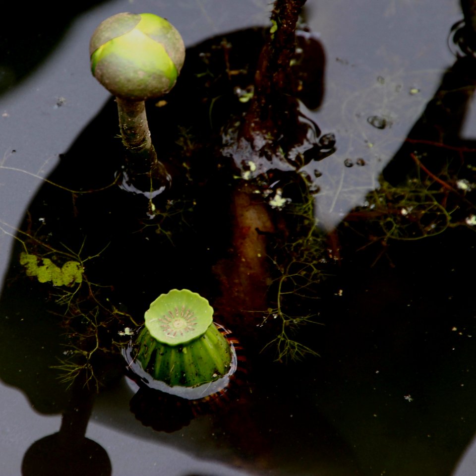 Kenilworth Aquatic Gardens