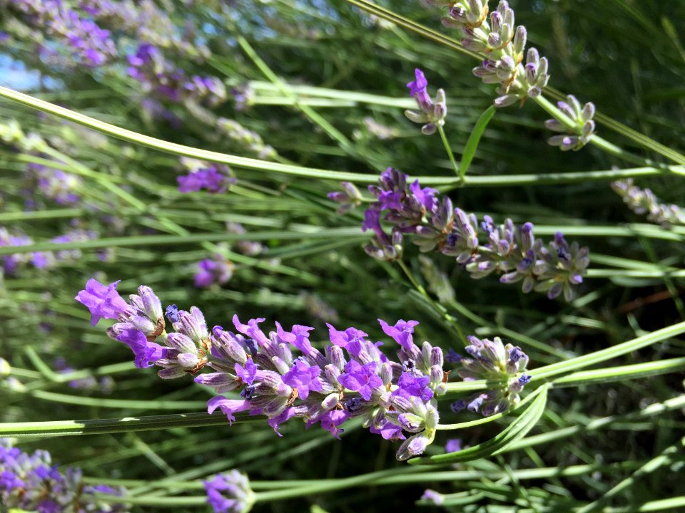 2016 Jun Provence 418