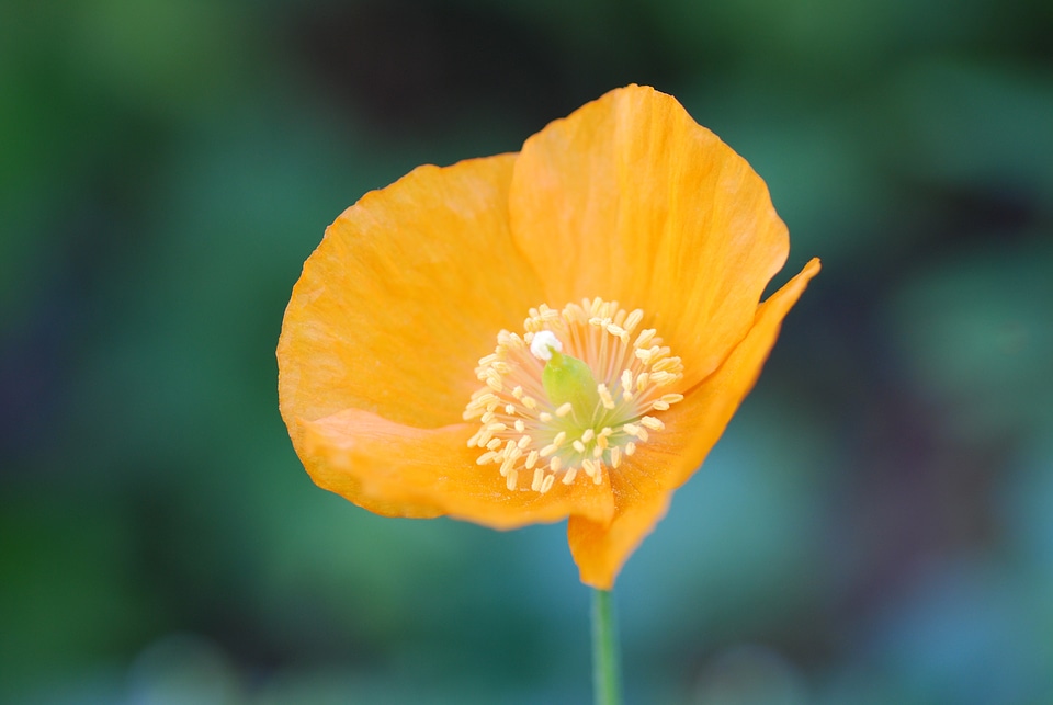 Close garden plant photo