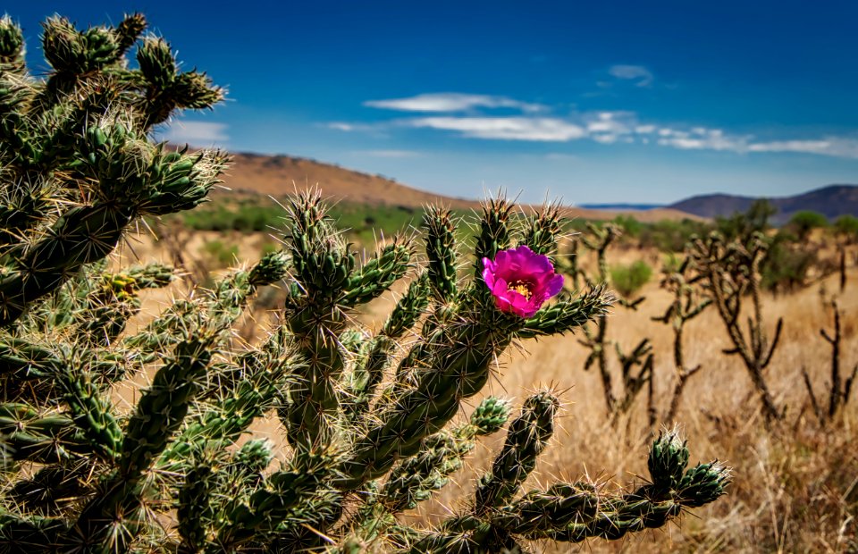 West Texas Cactus