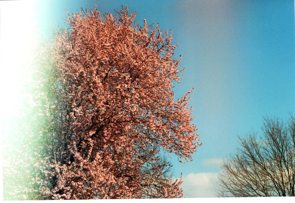 SCAN006