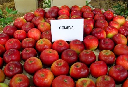 Selena