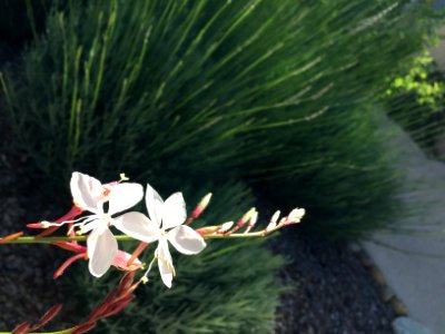 2016 Jun Provence 375