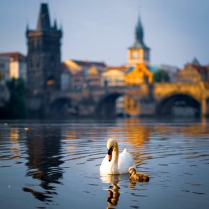 Swans in front of Charles Bridge, Prague photo