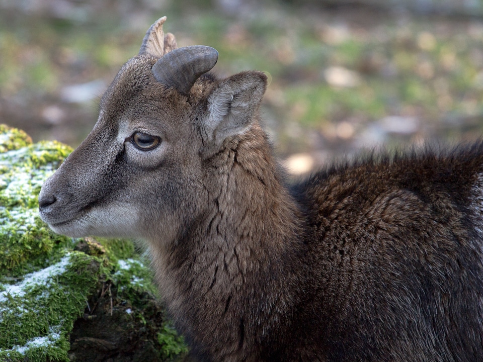 Capricorn wild animals