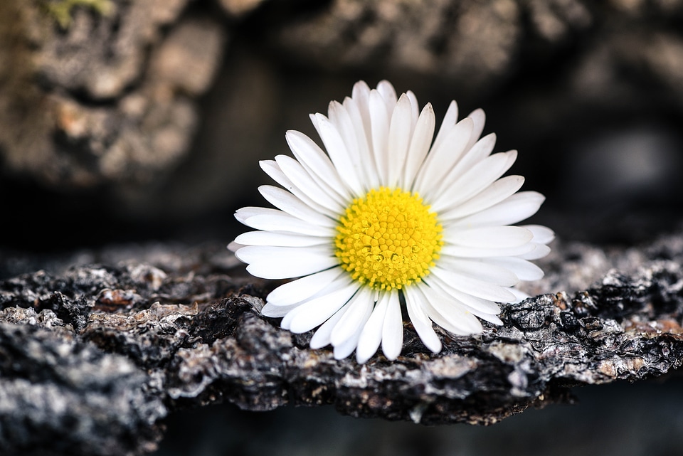 Blossom bloom white