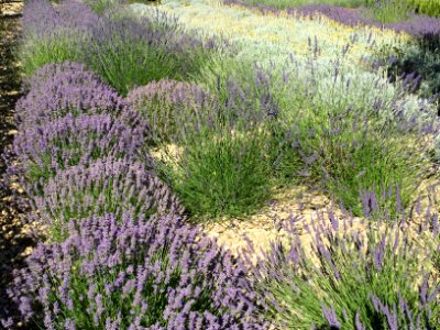 2016 Jun Provence 366