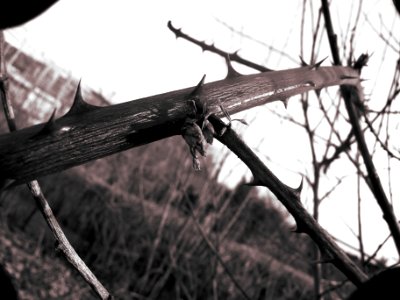 Thorns I