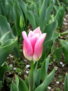 Triumph tulip Page Polka