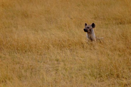 Hyena photo