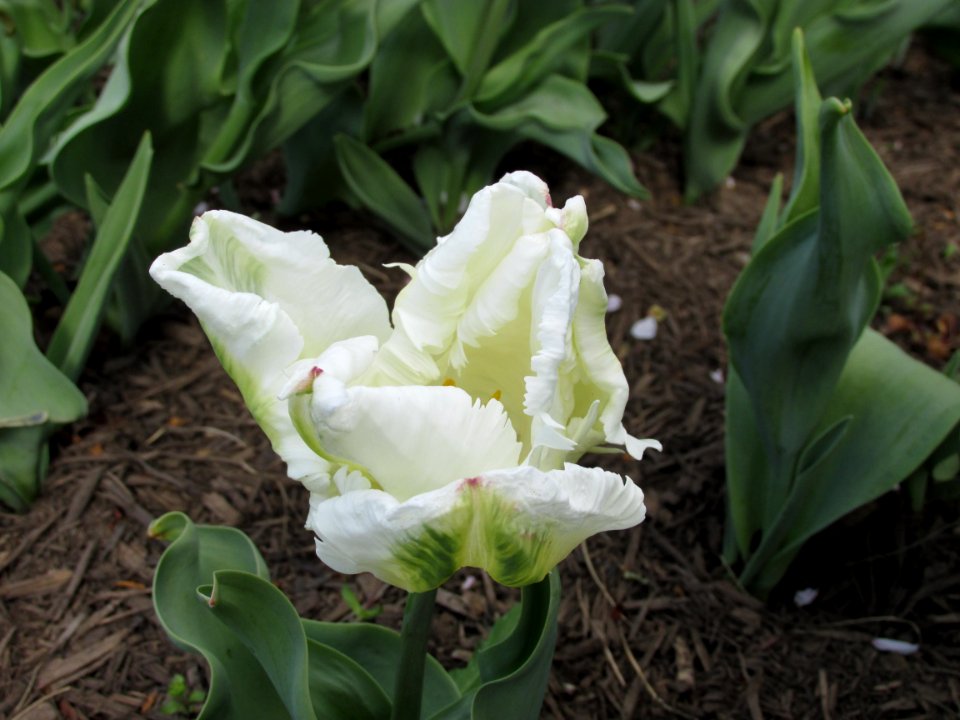 Parrot tulip White Parrot (3)