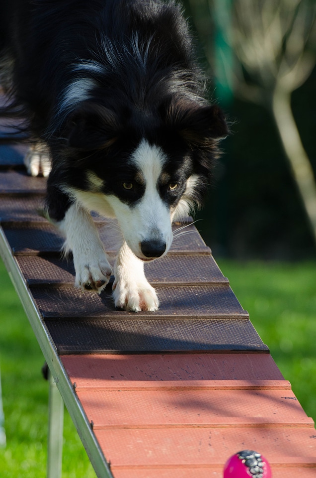 Agility catwalk dog training
