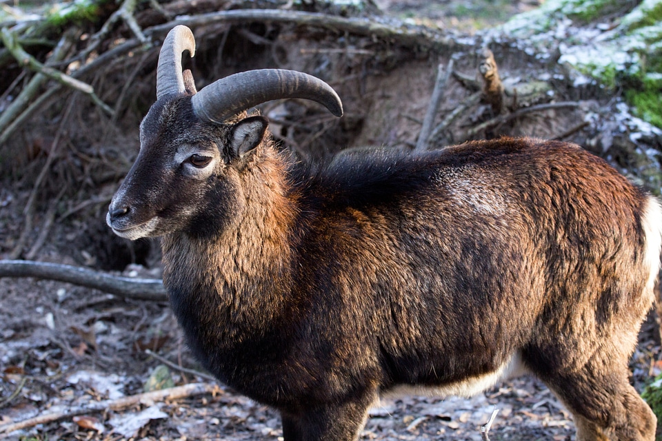 Capricorn wild animals