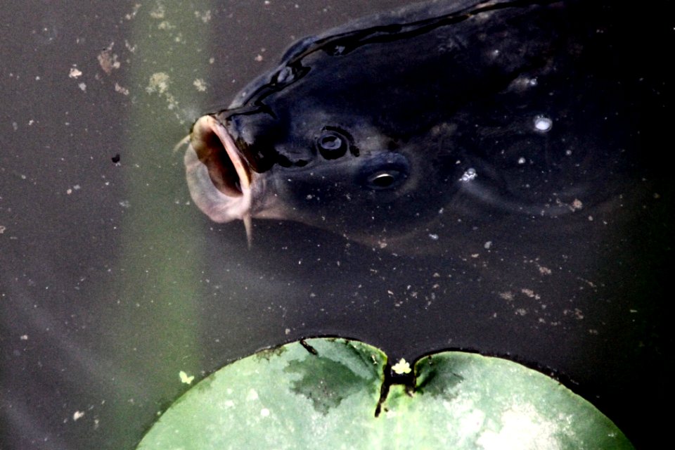 Kenilworth Aquatic Gardens
