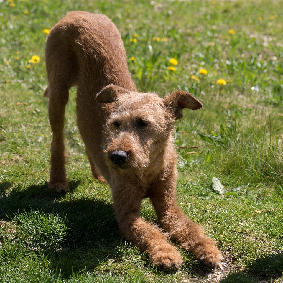 Dog irish terrier yoga